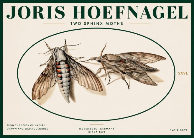 Joris Hoefnagel Two Sphinx Moths No2 - Poster