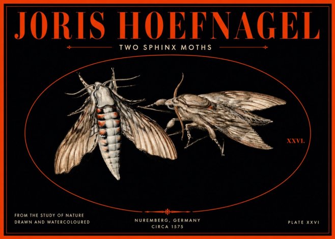 Joris Hoefnagel Two Sphinx Moths No3 - Poster