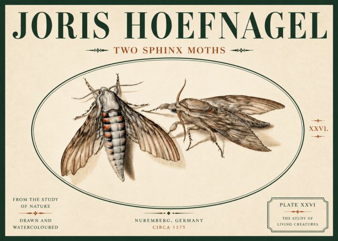 Joris Hoefnagel Two Sphinx Moths No6 - Poster