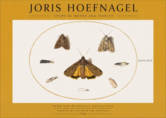 Joris Hoefnagel Study of Moths and Insects No2 - Poster