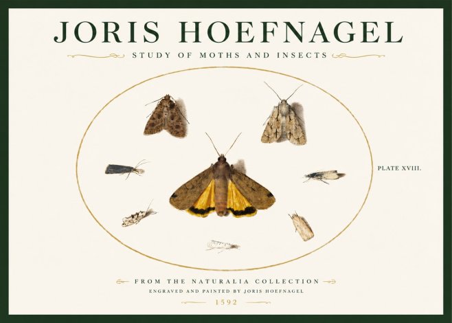 Joris Hoefnagel Study of Moths and Insects No3 - Poster