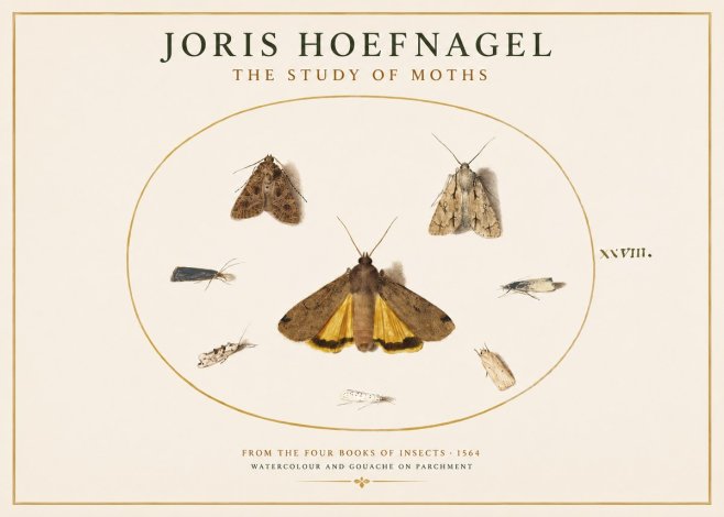 Joris Hoefnagel Study of Moths and Insects No4 - Poster