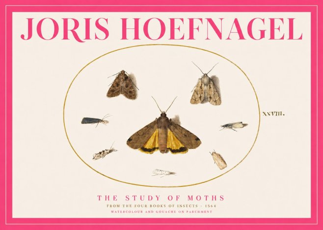 Joris Hoefnagel Study of Moths and Insects No5 - Poster