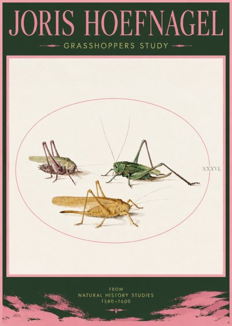 Joris Hoefnagel Grasshoppers Study No2 - Poster