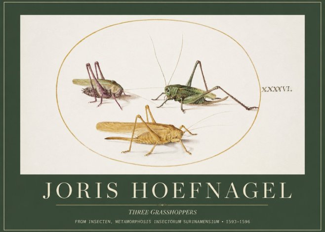 Joris Hoefnagel Grasshoppers Study No5 - Poster
