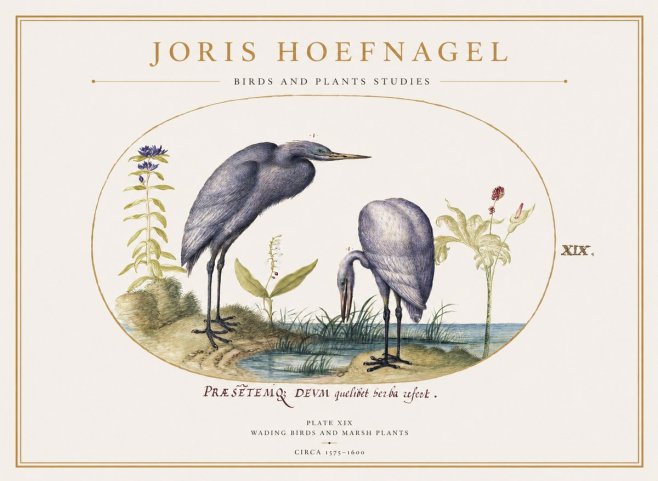 Joris Hoefnagel Wading Birds and Marsh Plants No1 - Poster