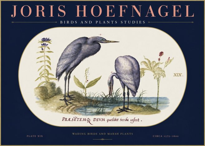 Joris Hoefnagel Wading Birds and Marsh Plants No2 - Poster
