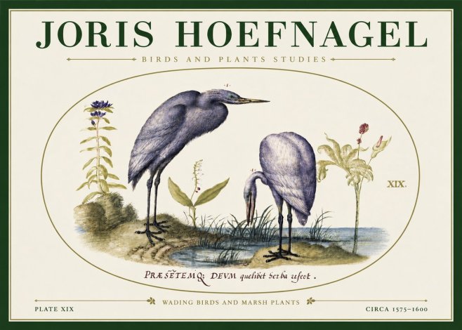 Joris Hoefnagel Wading Birds and Marsh Plants No3 - Poster