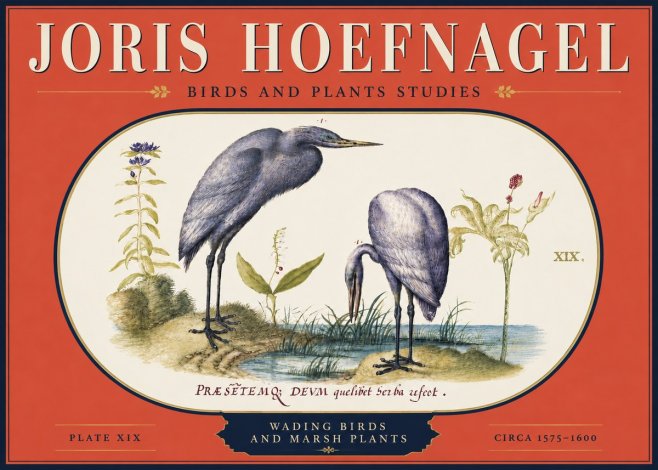 Joris Hoefnagel Wading Birds and Marsh Plants No4 - Poster