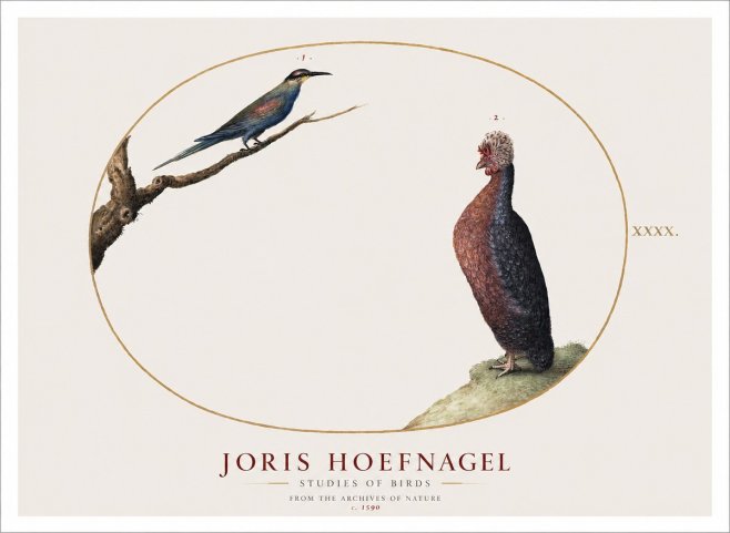 Joris Hoefnagel Studies of Birds I No1 - Poster