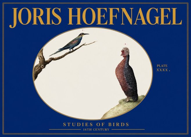 Joris Hoefnagel Studies of Birds I No3 - Poster