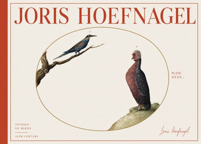 Joris Hoefnagel Studies of Birds I No4 - Poster
