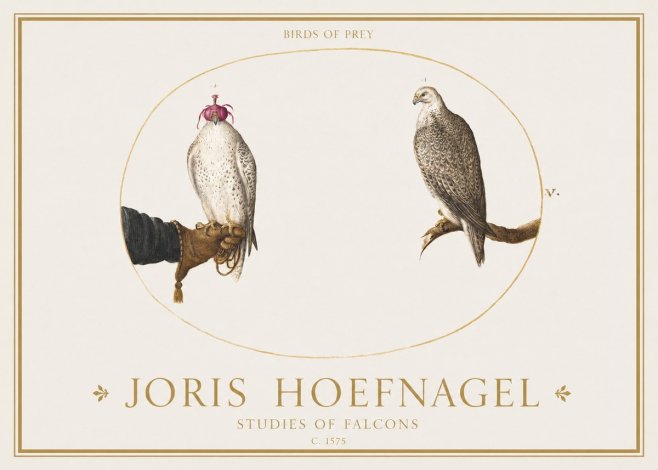 Joris Hoefnagel Studies of Falcons No1 - Poster