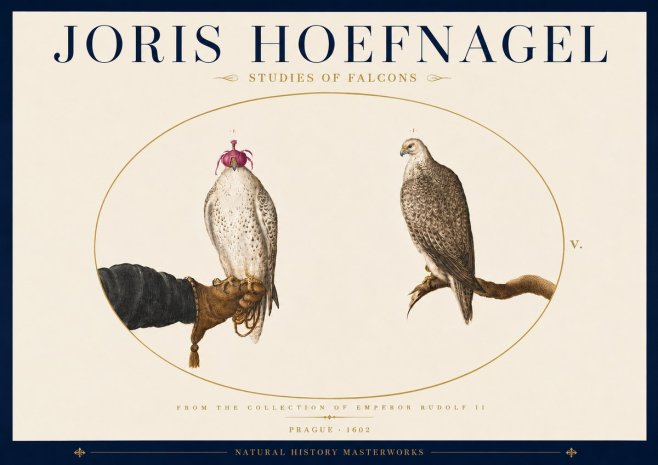 Joris Hoefnagel Studies of Falcons No5 - Poster