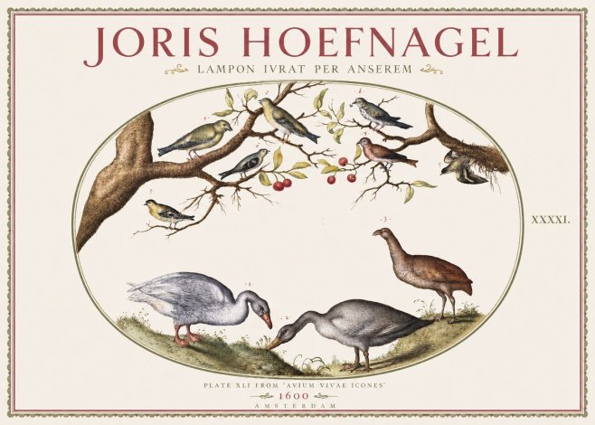 Joris Hoefnagel Lampon Ivrat per Anserem No3 - Poster