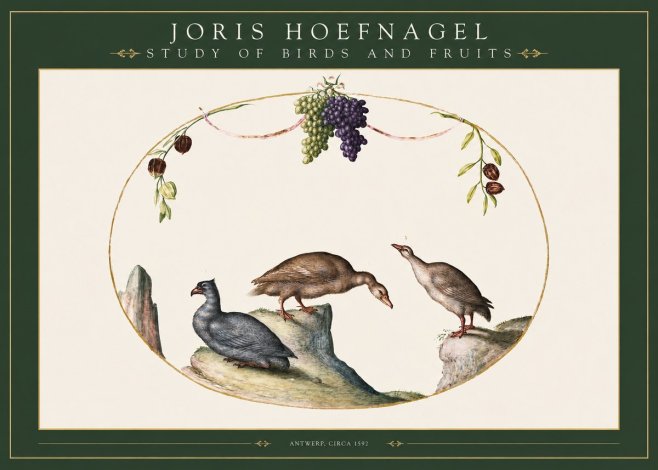 Joris Hoefnagel Three Birds with Grapes and Inscription No3 - Poster
