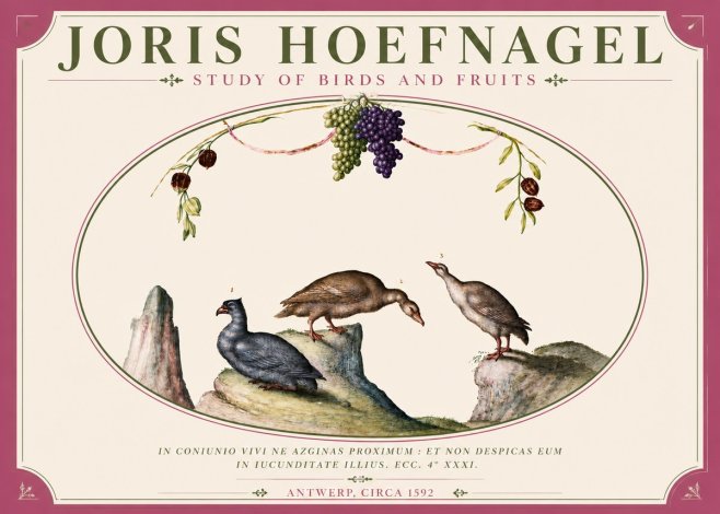 Joris Hoefnagel Three Birds with Grapes and Inscription No6 - Poster