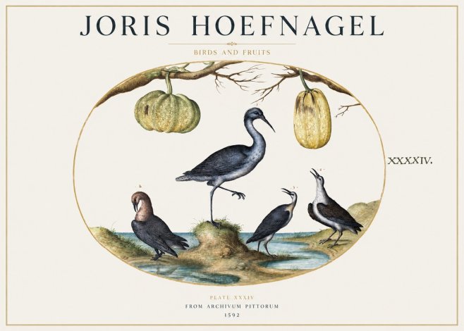 Joris Hoefnagel Birds and Fruits No1 - Poster