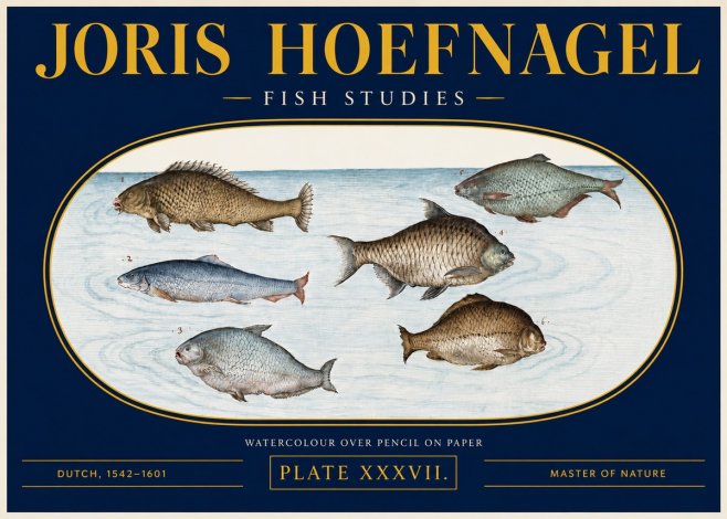 Joris Hoefnagel Six Freshwater Fish No4 - Poster