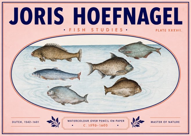 Joris Hoefnagel Six Freshwater Fish No6 - Poster