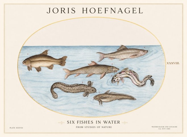 Joris Hoefnagel Six Fishes in Water II No1 - Poster