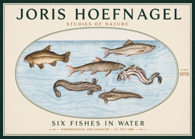 Joris Hoefnagel Six Fishes in Water II No3 - Poster