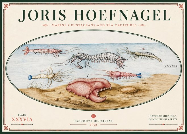 Joris Hoefnagel Marine Crustaceans and Sea Creature No6 - Poster