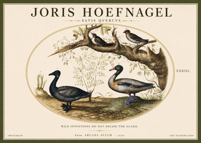 Joris Hoefnagel Satis Quercus. Birds of the Marsh No5 - Poster