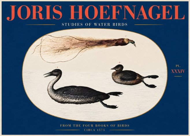 Joris Hoefnagel Studies of Water Birds No2 - Poster