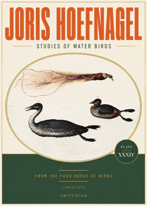Joris Hoefnagel Studies of Water Birds No3 - Poster