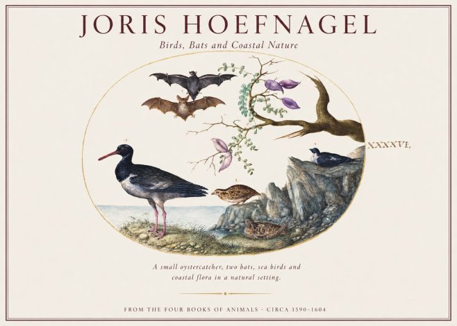 Joris Hoefnagel Birds, Bats and Coastal Nature No1 - Poster