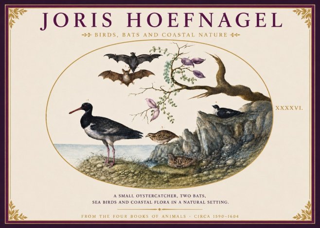 Joris Hoefnagel Birds, Bats and Coastal Nature No3 - Poster