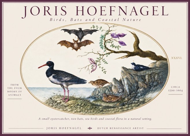 Joris Hoefnagel Birds, Bats and Coastal Nature No6 - Poster