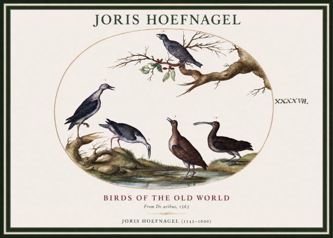 Joris Hoefnagel Birds of the Old World No1 - Poster