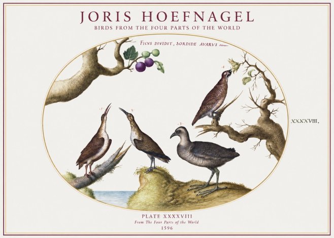 Joris Hoefnagel Birds from the Four Parts of the World No1 - Poster