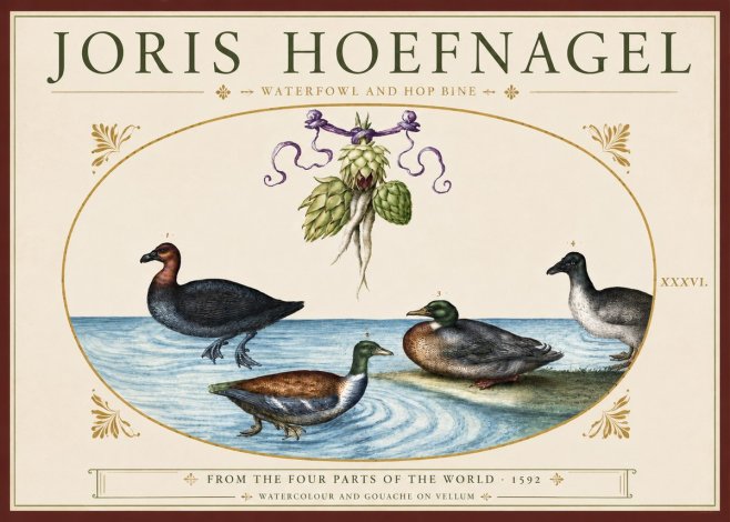 Joris Hoefnagel Waterfowl and Hop Bine No3 - Poster