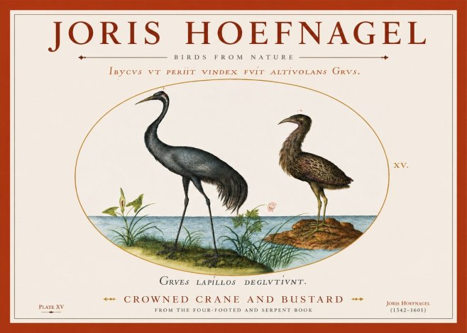 Joris Hoefnagel Crowned Crane and Bustard No3 - Poster