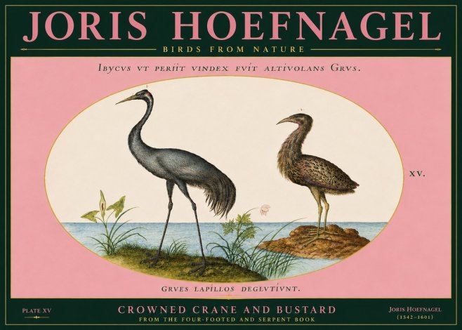 Joris Hoefnagel Crowned Crane and Bustard No5 - Poster