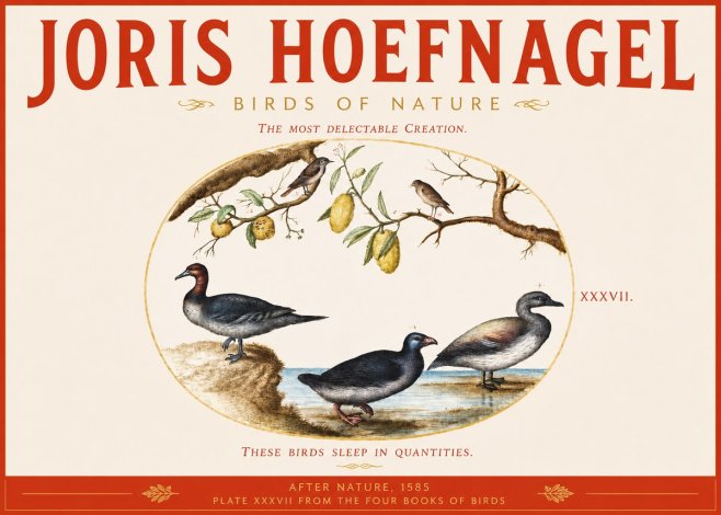 Joris Hoefnagel Plate Xxxvii from the Four Books of Birds No3 - Poster