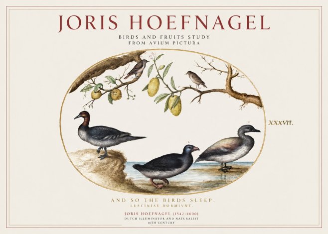 Joris Hoefnagel Plate Xxxvii from the Four Books of Birds No5 - Poster