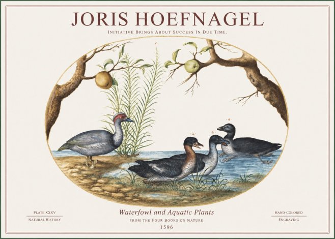 Joris Hoefnagel Waterfowl and Aquatic Plants No1 - Poster