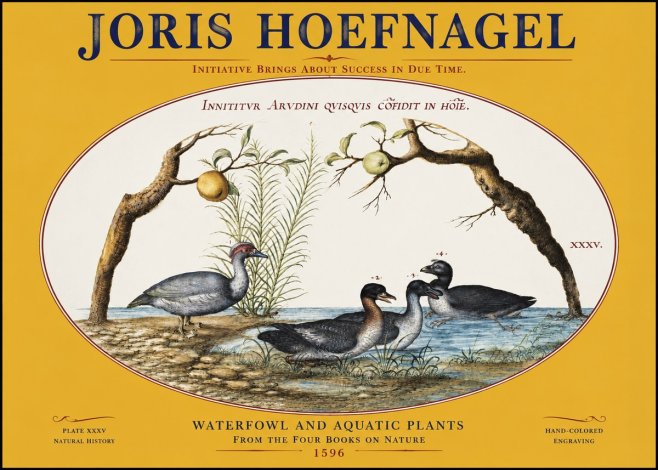 Joris Hoefnagel Waterfowl and Aquatic Plants No3 - Poster