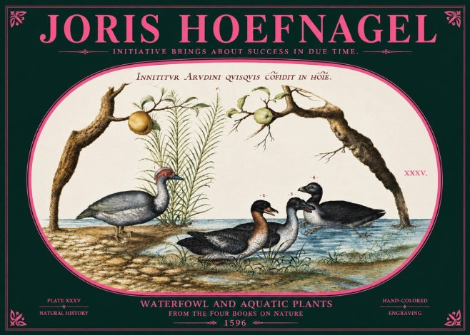 Joris Hoefnagel Waterfowl and Aquatic Plants No6 - Poster