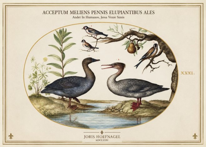 Joris Hoefnagel Acceptiem Meliens Pennis Fupidantibus Ales No2 - Poster