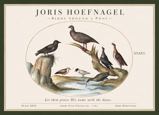 Joris Hoefnagel Birds Around a Pool No1 - Poster