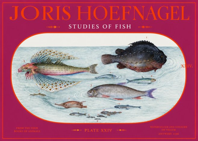 Joris Hoefnagel Studies of Fish II No2 - Poster
