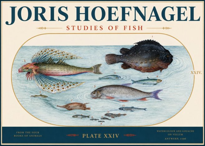 Joris Hoefnagel Studies of Fish II No3 - Poster