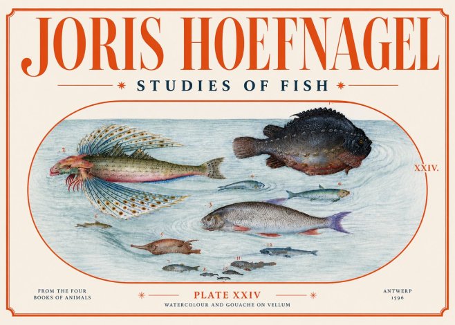 Joris Hoefnagel Studies of Fish II No4 - Poster