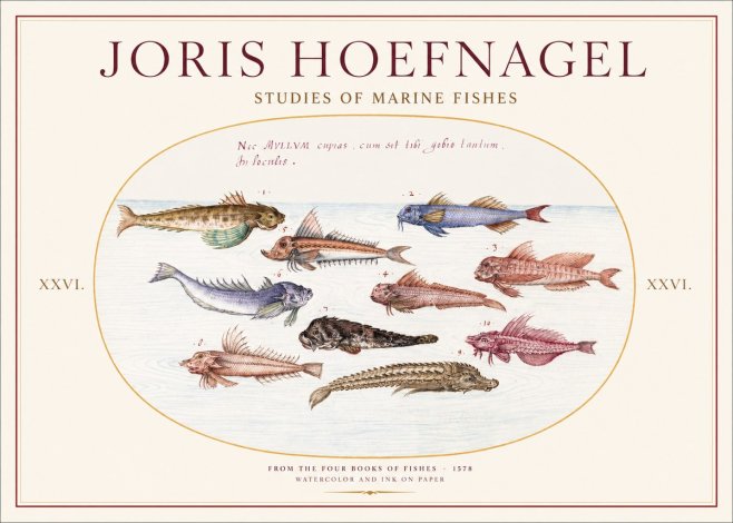 Joris Hoefnagel Studies of Marine Fishes No1 - Poster
