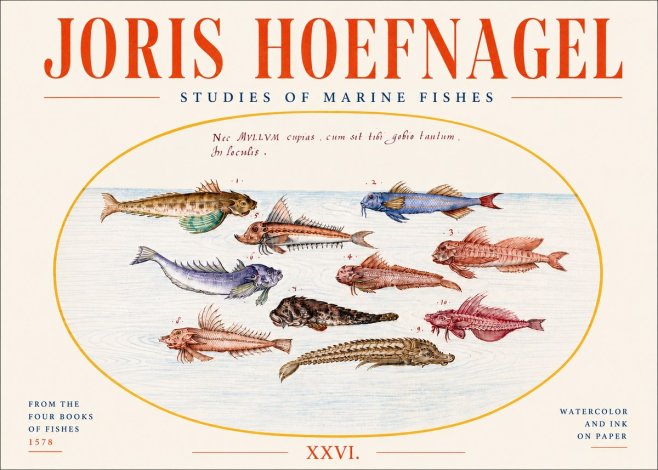 Joris Hoefnagel Studies of Marine Fishes No4 - Poster
